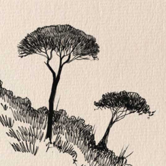 Apprendre à dessiner un pin parasol : silhouette, tronc et feuillage méditerranéen