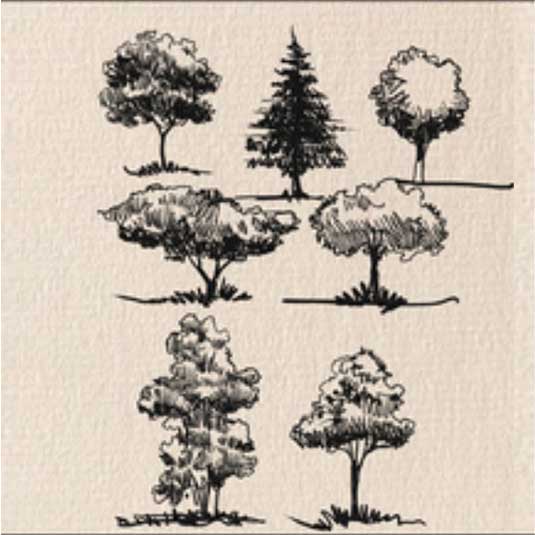 Sept silhouettes d'arbres à dessiner : chêne, peuplier, saule, olivier, pin, sapin, érable