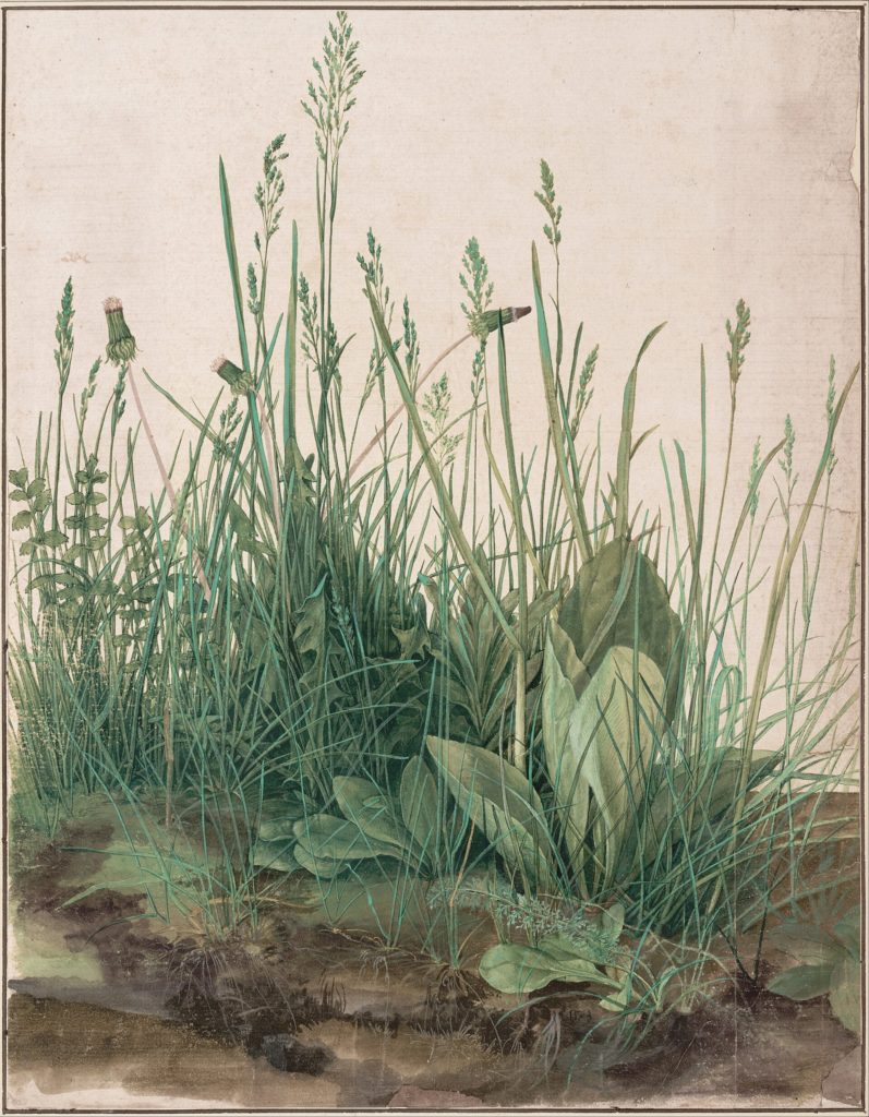 Albrecht Dürer, La Grande Touffe d'herbe, 1503